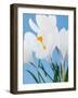 White crocuses-Ada Summer-Framed Photographic Print