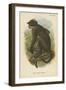 White Crowned Mangabey-null-Framed Premium Giclee Print