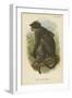 White Crowned Mangabey-null-Framed Giclee Print