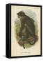 White Crowned Mangabey-null-Framed Stretched Canvas