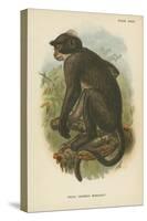 White Crowned Mangabey-null-Stretched Canvas