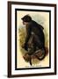 White Crowned Mangabey-G.r. Waterhouse-Framed Art Print