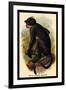 White Crowned Mangabey-G.r. Waterhouse-Framed Art Print