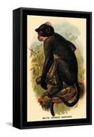 White Crowned Mangabey-G.r. Waterhouse-Framed Stretched Canvas