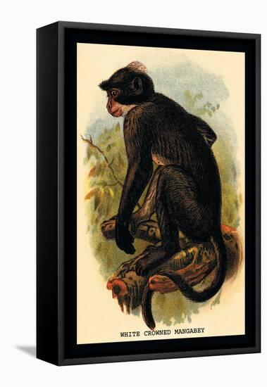 White Crowned Mangabey-G.r. Waterhouse-Framed Stretched Canvas