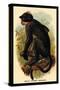 White Crowned Mangabey-G.r. Waterhouse-Stretched Canvas