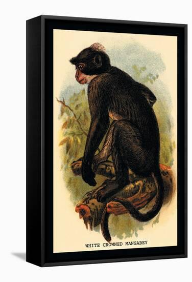 White Crowned Mangabey-G.r. Waterhouse-Framed Stretched Canvas