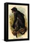 White Crowned Mangabey-G.r. Waterhouse-Framed Stretched Canvas
