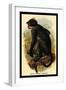 White Crowned Mangabey-G.r. Waterhouse-Framed Art Print