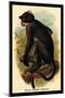 White Crowned Mangabey-G.r. Waterhouse-Mounted Art Print