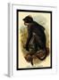 White Crowned Mangabey-G.r. Waterhouse-Framed Art Print