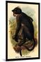 White Crowned Mangabey-G.r. Waterhouse-Mounted Art Print