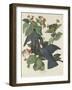 White-crowned Pigeon, 1833-John James Audubon-Framed Giclee Print