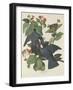 White-crowned Pigeon, 1833-John James Audubon-Framed Giclee Print