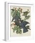 White-crowned Pigeon, 1833-John James Audubon-Framed Giclee Print