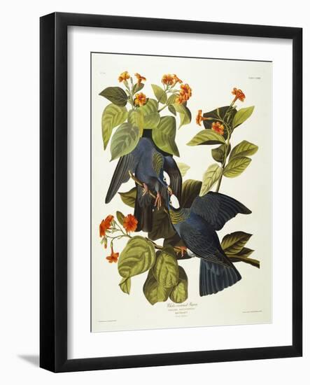 White-Crowned Pigeon (Columba Leucocephala), Plate Clxxvii, from 'The Birds of America'-John James Audubon-Framed Giclee Print