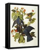 White-Crowned Pigeon (Columba Leucocephala), Plate Clxxvii, from 'The Birds of America'-John James Audubon-Framed Stretched Canvas