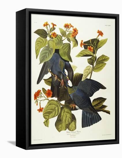 White-Crowned Pigeon (Columba Leucocephala), Plate Clxxvii, from 'The Birds of America'-John James Audubon-Framed Stretched Canvas