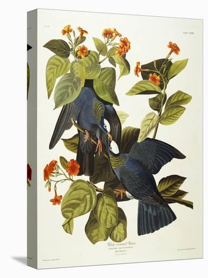 White-Crowned Pigeon (Columba Leucocephala), Plate Clxxvii, from 'The Birds of America'-John James Audubon-Stretched Canvas