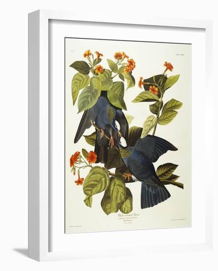 White-Crowned Pigeon (Columba Leucocephala), Plate Clxxvii, from 'The Birds of America'-John James Audubon-Framed Giclee Print