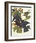 White-Crowned Pigeon-John James Audubon-Framed Art Print