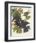 White-Crowned Pigeon-John James Audubon-Framed Art Print