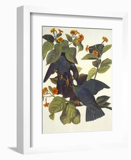 White-Crowned Pigeon-John James Audubon-Framed Art Print