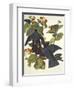 White-Crowned Pigeon-John James Audubon-Framed Art Print