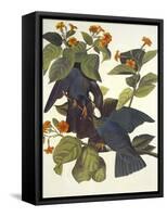 White-Crowned Pigeon-John James Audubon-Framed Stretched Canvas