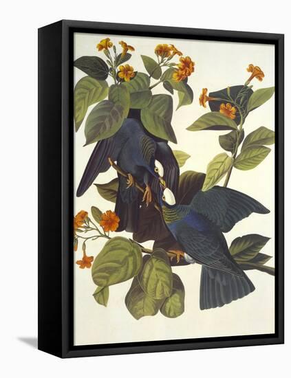 White-Crowned Pigeon-John James Audubon-Framed Stretched Canvas