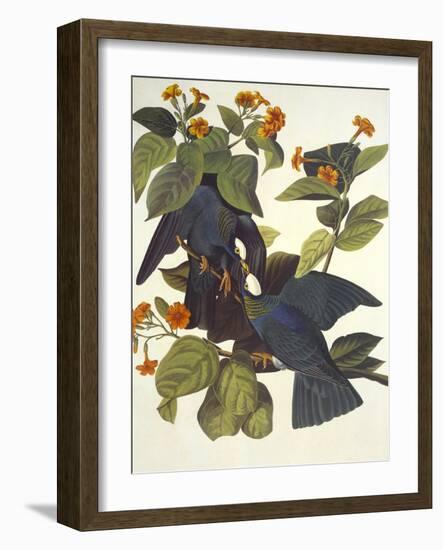 White-Crowned Pigeon-John James Audubon-Framed Art Print