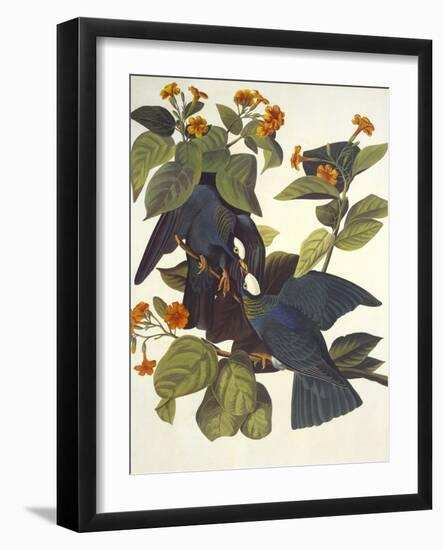 White-Crowned Pigeon-John James Audubon-Framed Art Print