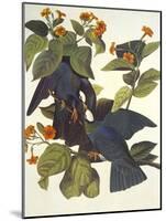 White-Crowned Pigeon-John James Audubon-Mounted Art Print