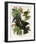 White Crowned Pigeon-null-Framed Giclee Print