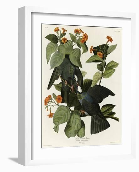 White Crowned Pigeon-null-Framed Giclee Print