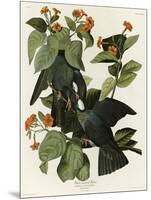 White Crowned Pigeon-null-Mounted Giclee Print