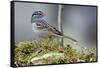 White-Crowned Sparrow Native to North America-Richard Wright-Framed Stretched Canvas