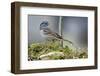 White-Crowned Sparrow Native to North America-Richard Wright-Framed Photographic Print