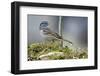 White-Crowned Sparrow Native to North America-Richard Wright-Framed Photographic Print