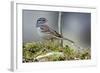 White-Crowned Sparrow Native to North America-Richard Wright-Framed Photographic Print