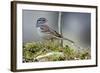 White-Crowned Sparrow Native to North America-Richard Wright-Framed Photographic Print