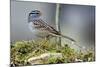 White-Crowned Sparrow Native to North America-Richard Wright-Mounted Photographic Print