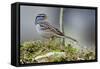 White-Crowned Sparrow Native to North America-Richard Wright-Framed Stretched Canvas