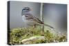 White-Crowned Sparrow Native to North America-Richard Wright-Stretched Canvas