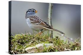 White-Crowned Sparrow Native to North America-Richard Wright-Stretched Canvas