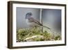 White-Crowned Sparrow Native to North America-Richard Wright-Framed Photographic Print