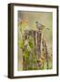White-Crowned Sparrow (Zonotrichia Leucophrys) Foraging, Texas, USA-Larry Ditto-Framed Premium Photographic Print