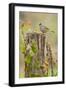 White-Crowned Sparrow (Zonotrichia Leucophrys) Foraging, Texas, USA-Larry Ditto-Framed Photographic Print
