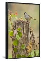 White-Crowned Sparrow (Zonotrichia Leucophrys) Foraging, Texas, USA-Larry Ditto-Framed Photographic Print