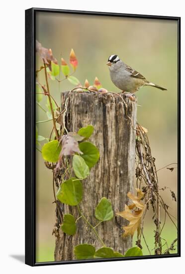 White-Crowned Sparrow (Zonotrichia Leucophrys) Foraging, Texas, USA-Larry Ditto-Framed Photographic Print